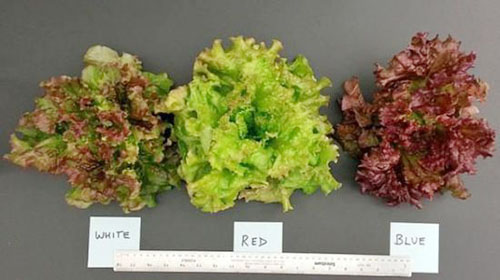 LEDʹֲ�����L�(y��u)���ļ��g(sh��)